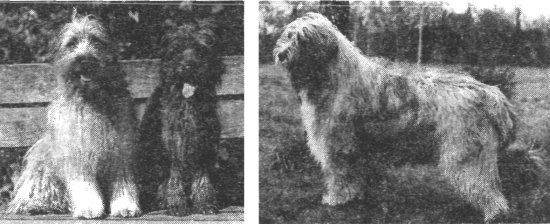 Мария Сотская - Кожа и шерстный покров собаки. Научный, ветеринарный и...