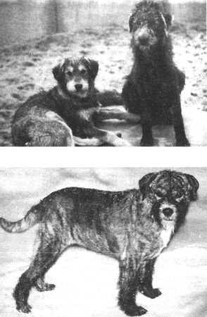 Мария Сотская - Кожа и шерстный покров собаки. Научный, ветеринарный и...