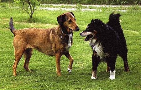 Тюрид Ругос - Диалог с собаками: сигналы примирения